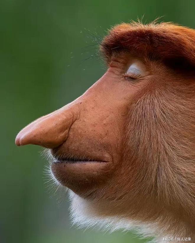 世界上最奇怪动物之一长鼻猴的尾巴相当有力