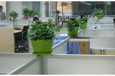 办公室植物摆设的摆放方法有哪些？怎么办？