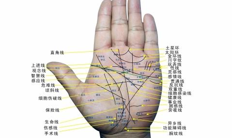 男人左手手纹算命图怎么看主要看手掌的手纹脉络