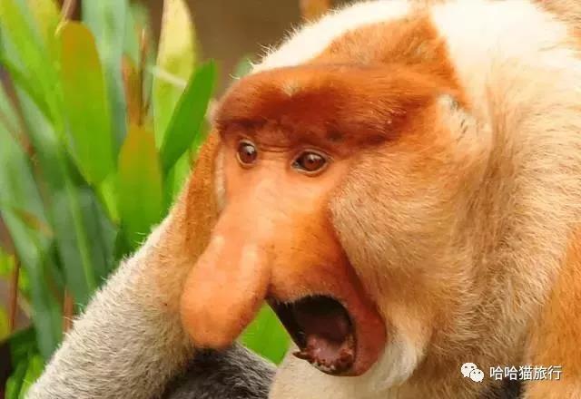 风水堂：猴鼻面相的性格特征